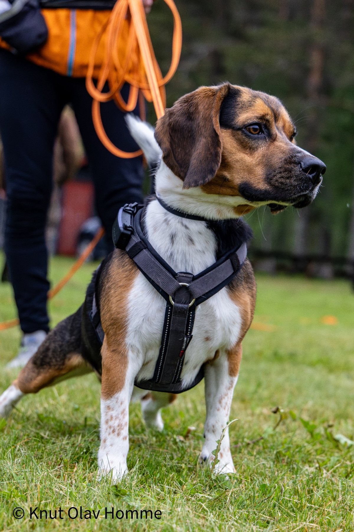 Hundekurs 2026 hos Hundetrener Synne Åkre