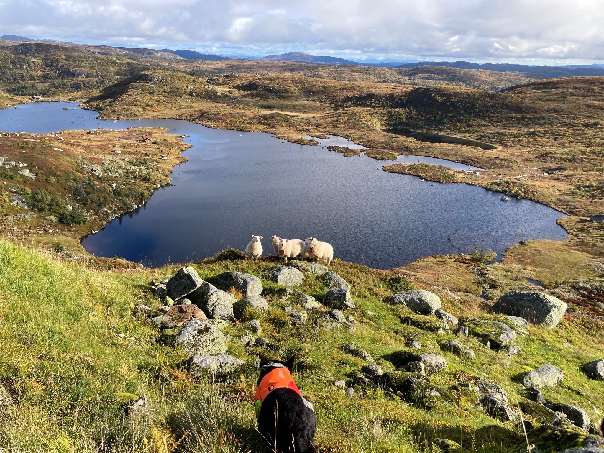 Hund i fjellet med sauer