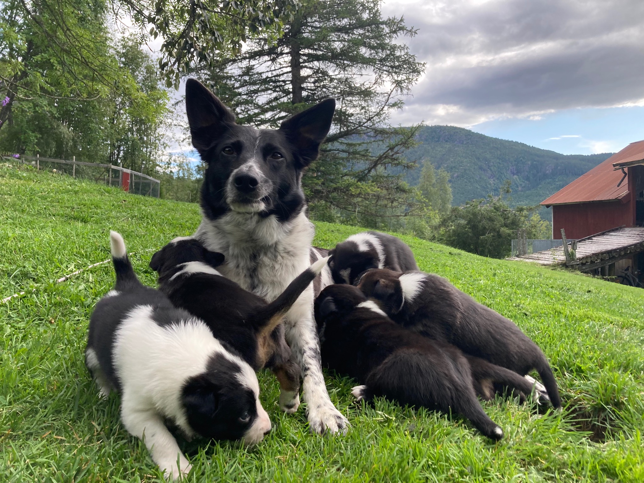 Tispe med valper på gresset