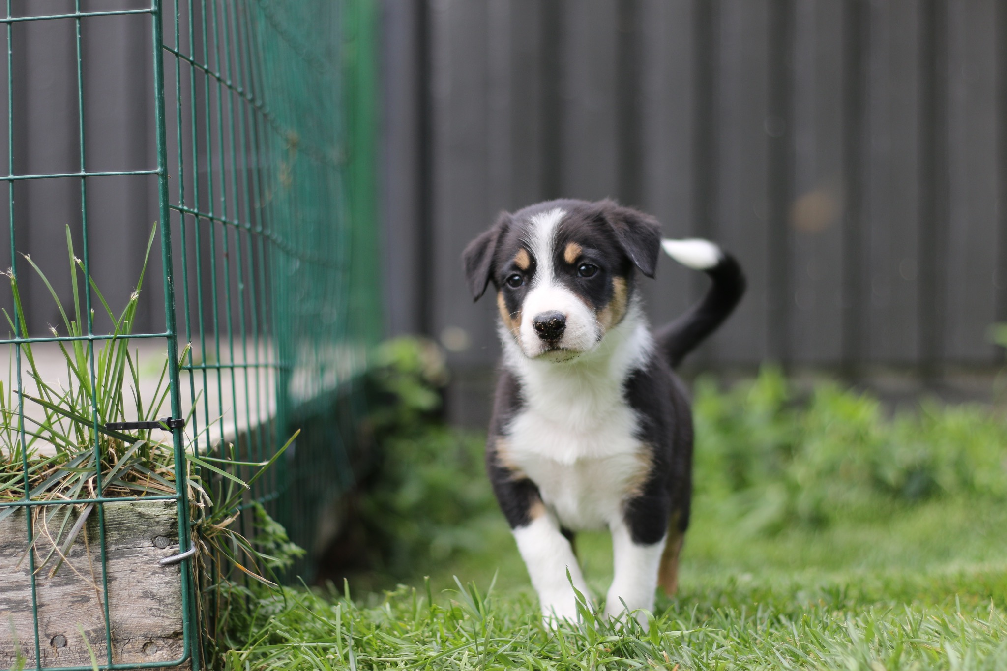 Ung hund