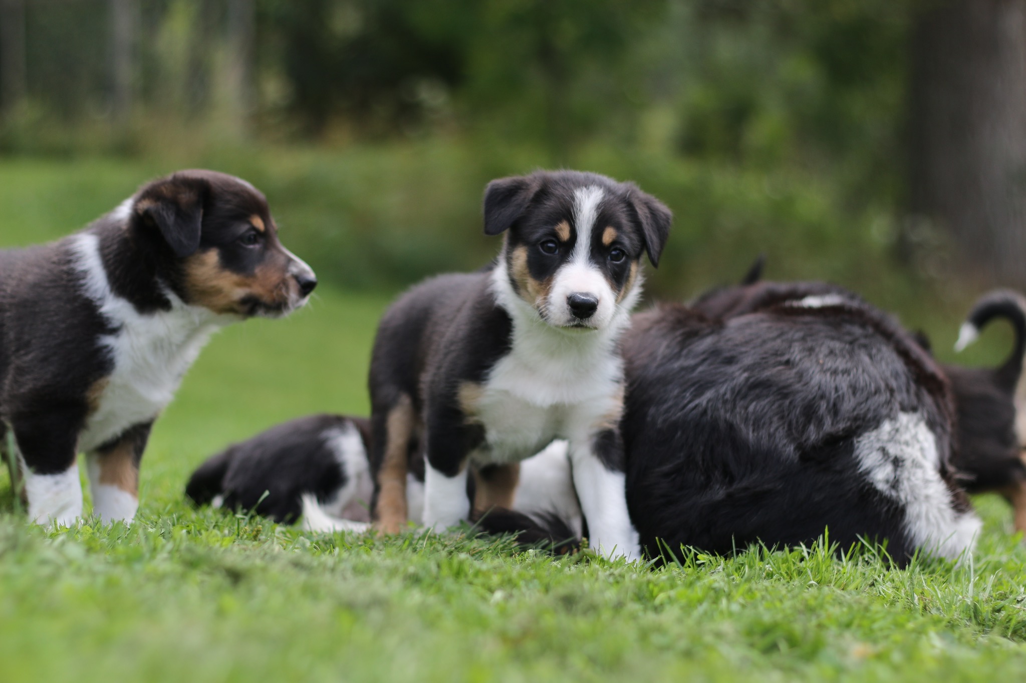 Voksen hund